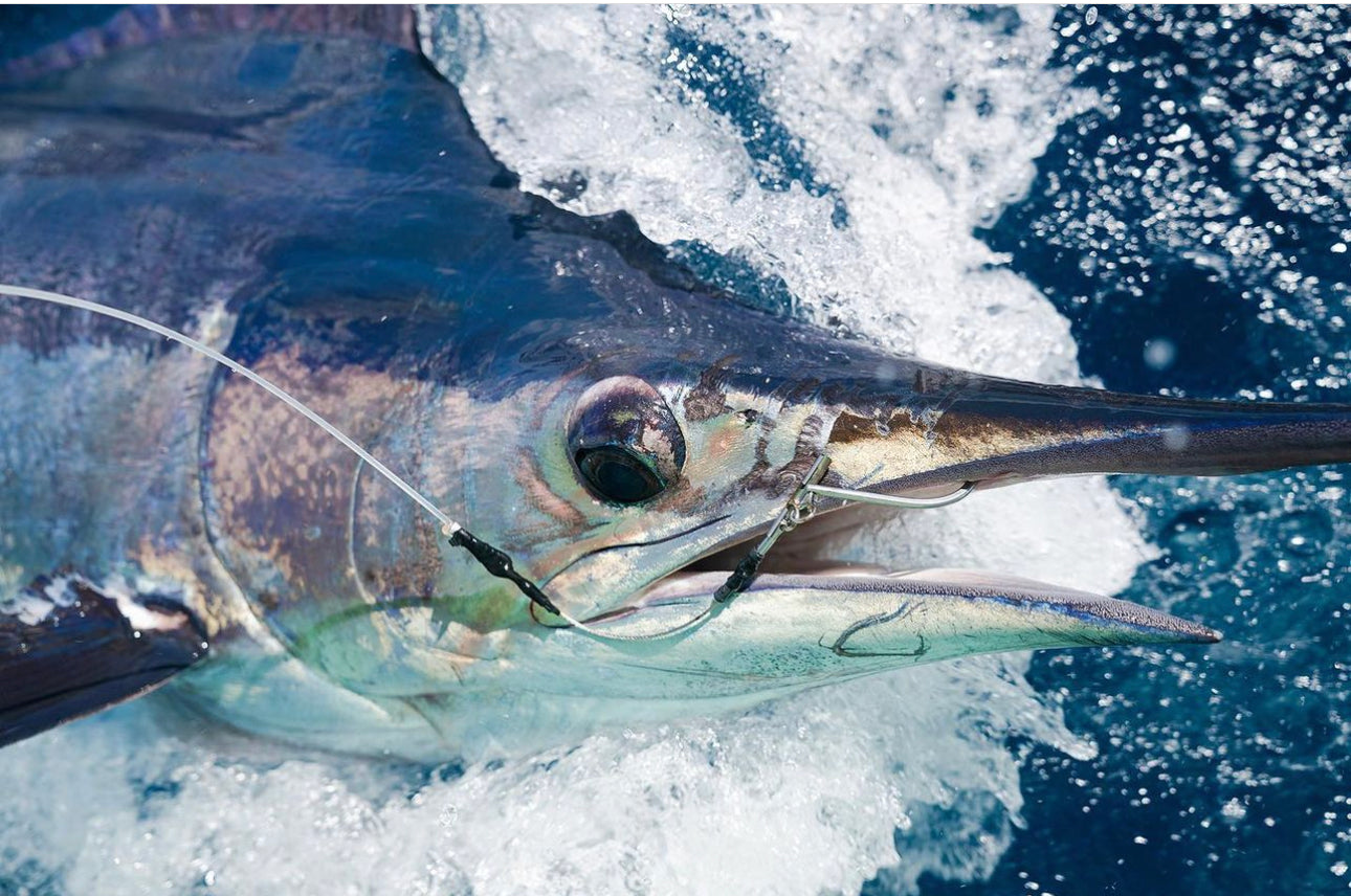 Sta-Stuk Hook Blue Marlin 